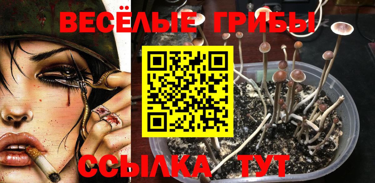 Галлюциногенные грибы Psilocybe  Вход с VPN  Елец 